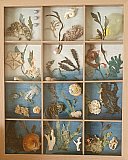 "Living Ocean to Beach Detritus" - Look Inside Exhibition March 2023