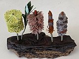 "Coastal Banksia Progression" - Look Inside Exhibition March 2023